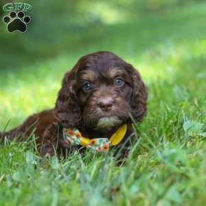 Bear, Cockapoo Puppy